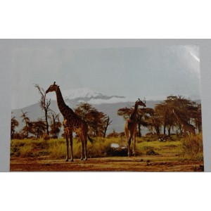 Figurina  CURCIORAMA   - Animali d'Africa  n. 21 (come NUOVA)