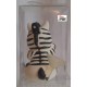 ZEBRA  BIANCO NERA    (Gadget JUVENTUS)  -   Nuovo   VINTAGE