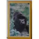 NATIONAL GEOGRAPHIC Video - Gorilla
